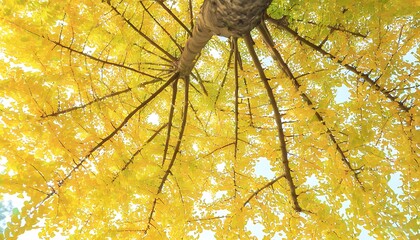 Autumn is here, explore the beauty of Ginkgo leaves and festive spirit