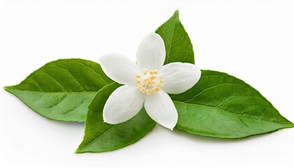 fresh green organic jasmine flower isolated on white background white background and natural transparent shadow ingredient spice for cooking collection for design