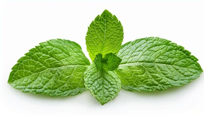 fresh mint leaves with real transparent shadow isolated on white background