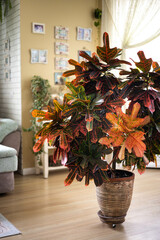 Wall Mural - Beautiful brunette woman houseplant growth hobby watering potted plant at home garden closeup. 