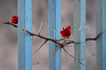 branch of climbing plant with two red flowers intertwining between metal bars.