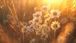 © Ahmad-Muslimin - Daisies Bathed in Warm Golden Sunset Light