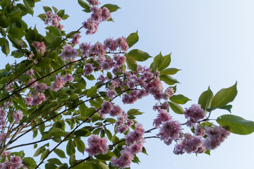 Close up on Flowers in a Park , UK.