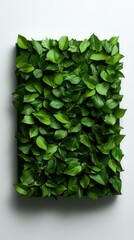 Sticker - Vibrant green leaves arranged on a rectangular panel, white isolate background.