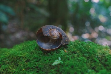 Snail Shell