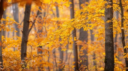 Poster - A peaceful forest is filled with golden autumnal colors as trees display bright fall leaves, inviting exploration and tranquility. Generative AI