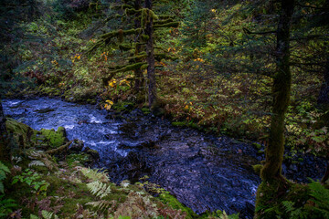 Alaskan forest in autumn