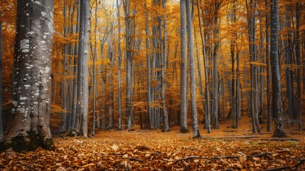 Aufkleber - Bright fall leaves blanket the ground as towering trees create a tranquil atmosphere in this beautiful autumn forest. Generative AI