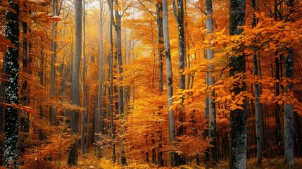 Poster - Bright fall leaves cover the trees in a golden autumn forest, creating a peaceful atmosphere perfect for enjoying nature’s beauty. Generative AI