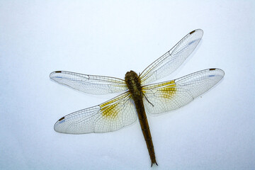 Dead dragonfly on white background