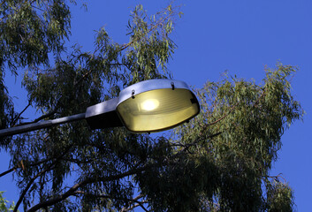 Street light amongst trees with a clear blue sky background