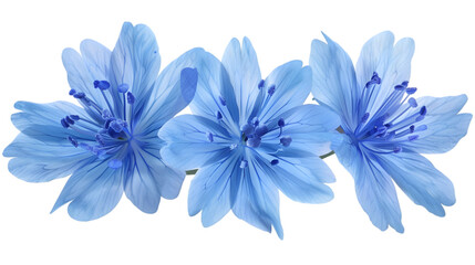 Wall Mural - blue flowers png transparent background