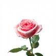 Rose isolated on white background full depth of field
