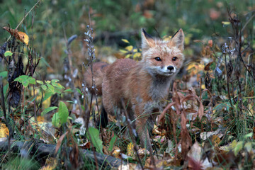 red fox in the wild