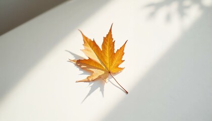 autumn leaves on the ground