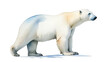 © Galeno - polar bear watercolor rendering unique portrayal polar wildlife blank canvas