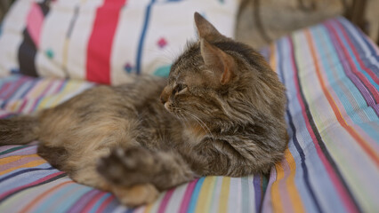 Poster - Relaxed cat lounging on a colorful striped cushion in an outdoor setting, capturing a peaceful moment of a feline enjoying the sunshine in a cozy environment