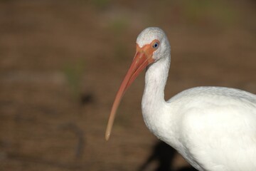 Wall Mural - ibis in the forest