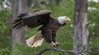 © Shahriar507 - Bald Eagle Perched Majestically on Tree Branch