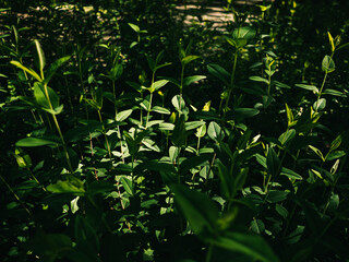 green leaves background