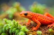 © Latsamee - Tiny eastern red spotted newt moving asymmetrically