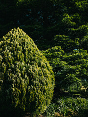 Trees in the park