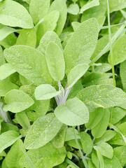 close up of a sage plant showing healthy leaves