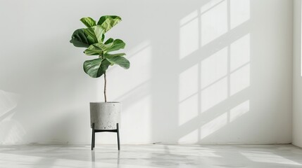 Wall Mural - Fiddle Leaf Fig Plant in a Concrete Pot on a White Floor