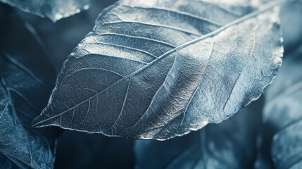 A leafy silver leaf with a shiny, reflective surface