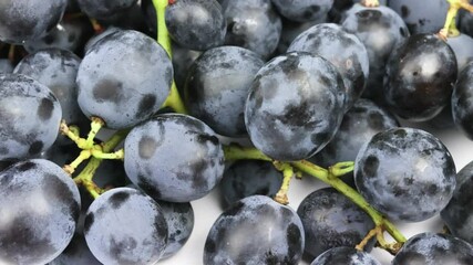 Wall Mural - grappe de raisins noirs, en gros plan, isolées sur un fond blanc	