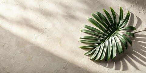 tropical leaf shadow sunlight on cream white concrete Close-Up