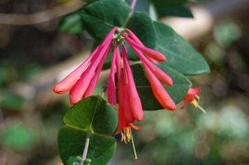 Red flower