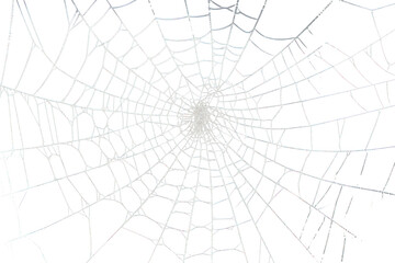 Real Spider web spider invertebrate spider web.