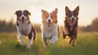 © Mandeep - Three happy dogs running in a field at sunset