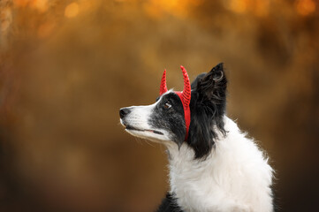 Poster - senior border collie dog enjoying autumn warmth in halloween costume, expressive look