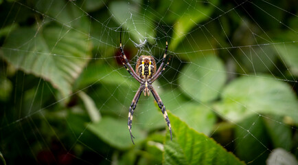 spider on web
