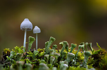 Mushrooms, one of nature's most beautiful creatures. Natural background.