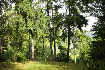 Wall Mural - beautiful forest with green trees in mountains