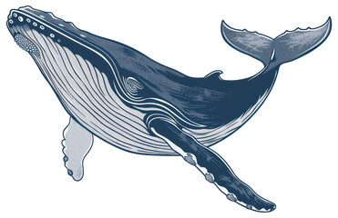 Wall Mural - PNG Blue whale animal mammal shark.