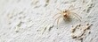 © vxnaghiyev - A tiny spider on the white wall. with copy space image. Place for adding text or design