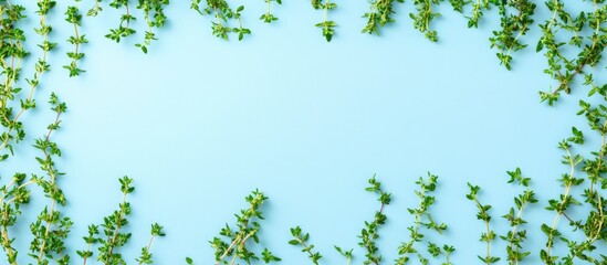 Poster - Thyme natural herbs arranged in a frame on a blue background with room for text. with copy space image. Place for adding text or design