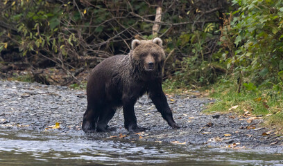 brown bear in the woods