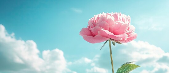 Aufkleber - Pink peony flower against a sky background Romance Freedom Copy space