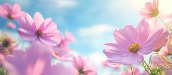 Poster - Pink cosmos flowers blooming in a garden against a blue sky summer garden theme copy space