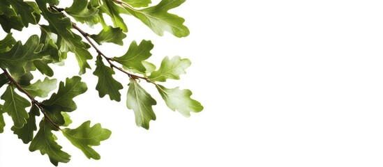 Poster - Oak leaves set against a white background Quercus robur. with copy space image. Place for adding text or design