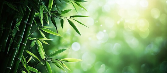Aufkleber - Nature landscape featuring bamboo branches with natural light in a blurred style Stunning green leaves and trees with bokeh in a tropical forest Bamboo border design growing against a blurred sunny