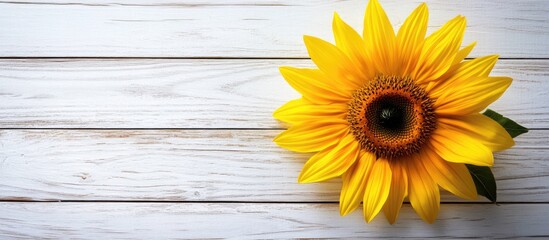 Aufkleber - Yellow sunflower on a white wooden surface Copyspace open space for text