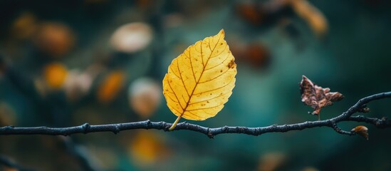 Aufkleber - A vibrant yellow autumn leaf on a branch amid withered leaves with greenery in the background depicting a fall transition scene. with copy space image. Place for adding text or design