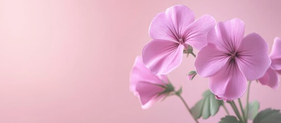 Poster - A Pelargonium grandiflorum Burghi purple genarium with selective focus and copyspace
