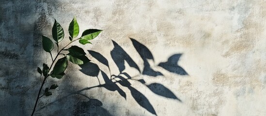 Fototapete - A close up of a plant s leaf shadow on a cement wall featuring copy space